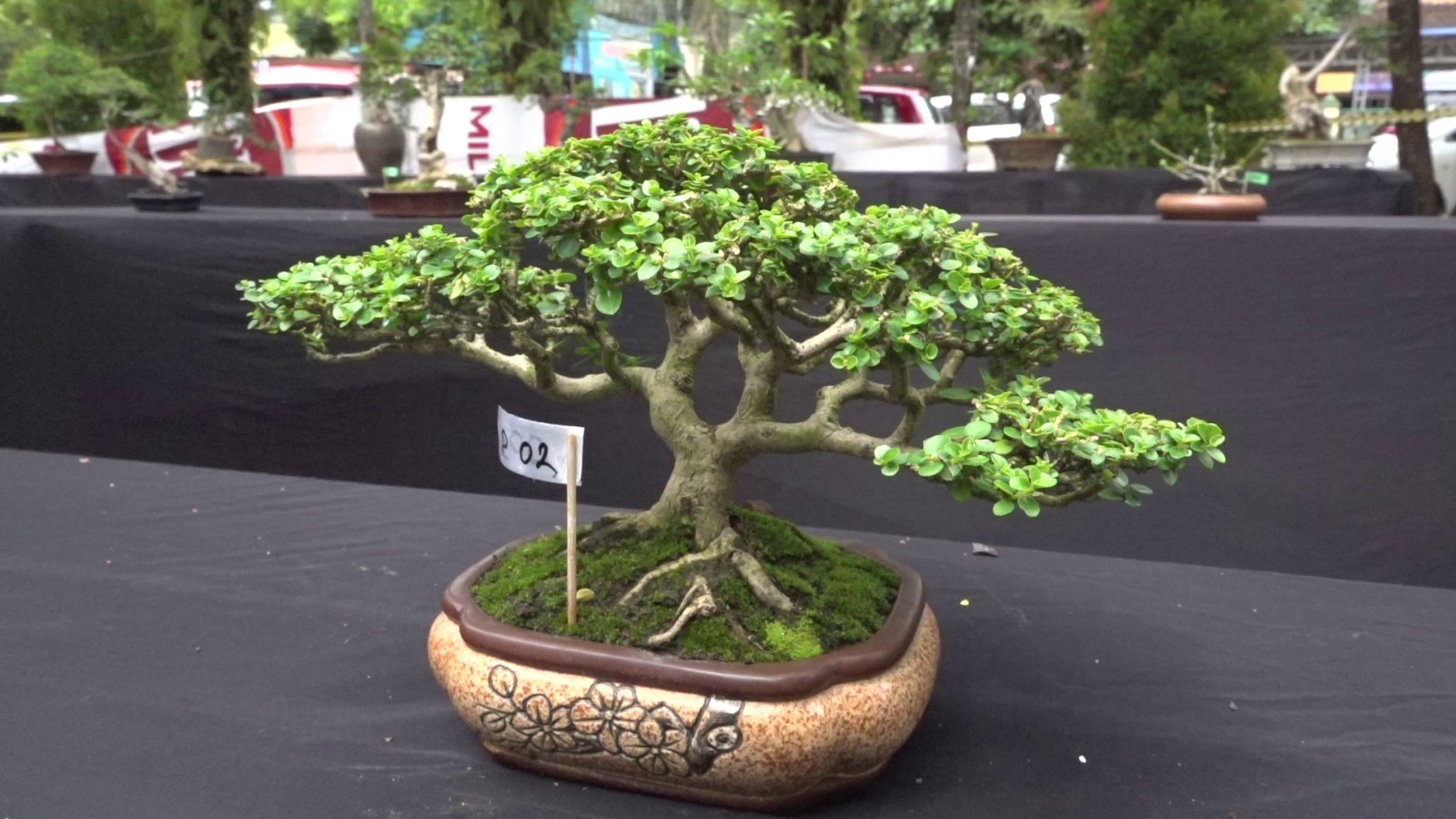 Seni Bonsai Kenali Filosofi, Teknik Dan Keindahannya