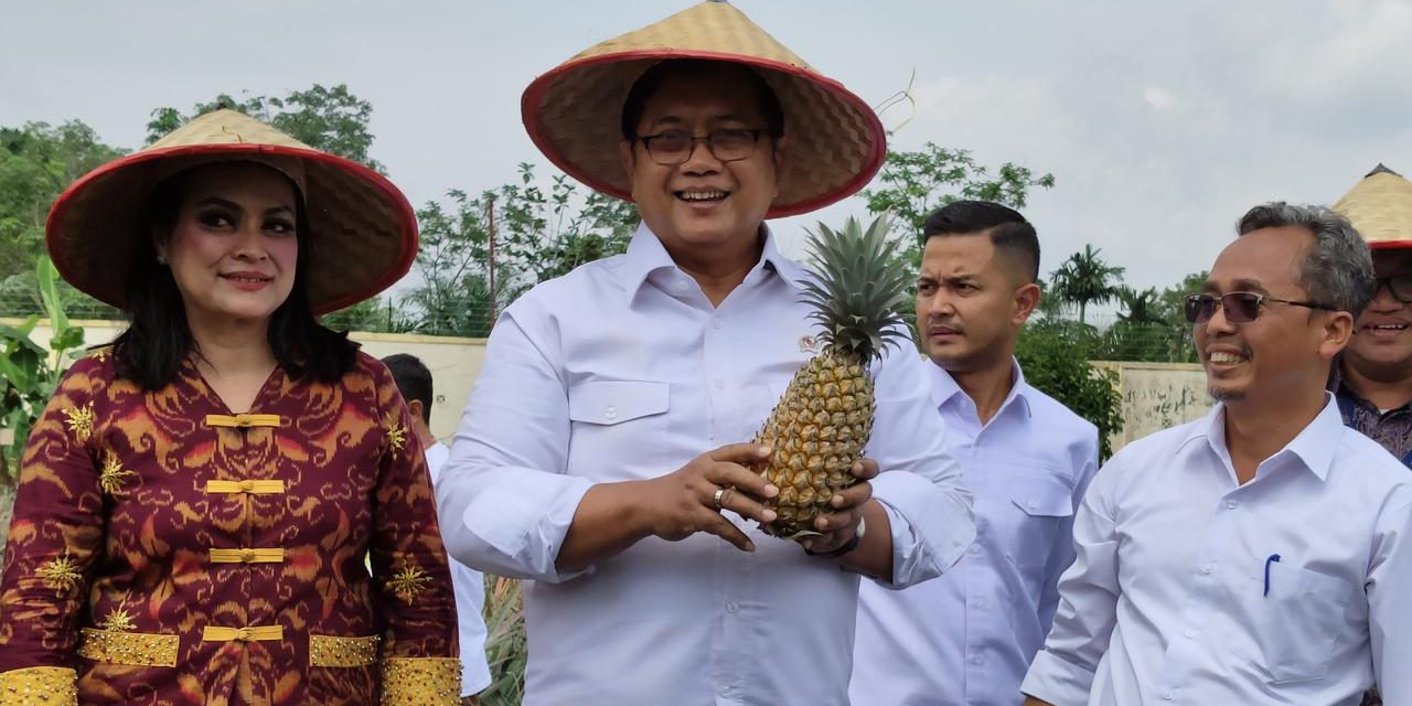 Nanas Moris Produk Transmigrasi untuk Kemandirian Ekonomi