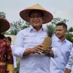 Nanas Moris Produk Transmigrasi untuk Kemandirian Ekonomi