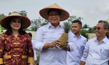Nanas Moris Produk Transmigrasi untuk Kemandirian Ekonomi