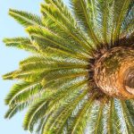 Pohon Sagu, Tanaman Ajaib Yang Menopang Kehidupan