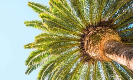 Pohon Sagu, Tanaman Ajaib Yang Menopang Kehidupan