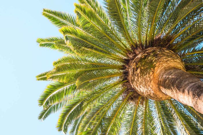 Pohon Sagu, Tanaman Ajaib Yang Menopang Kehidupan