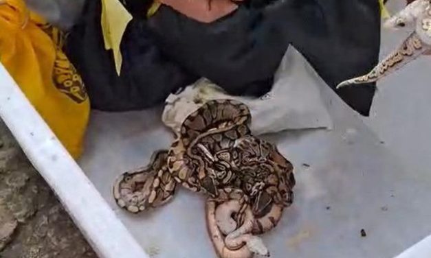 Turis Rusia Ditangkap di Bali karena Selundupkan Satwa Liar