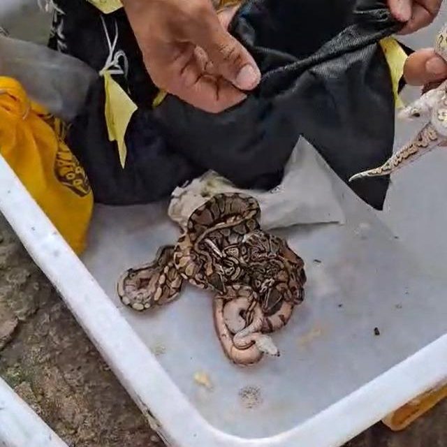 Turis Rusia Ditangkap di Bali karena Selundupkan Satwa Liar