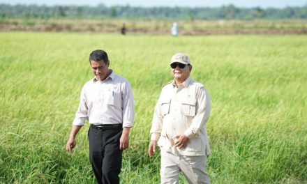 Stok Beras Indonesia Awal 2026 Aman dan Melimpah