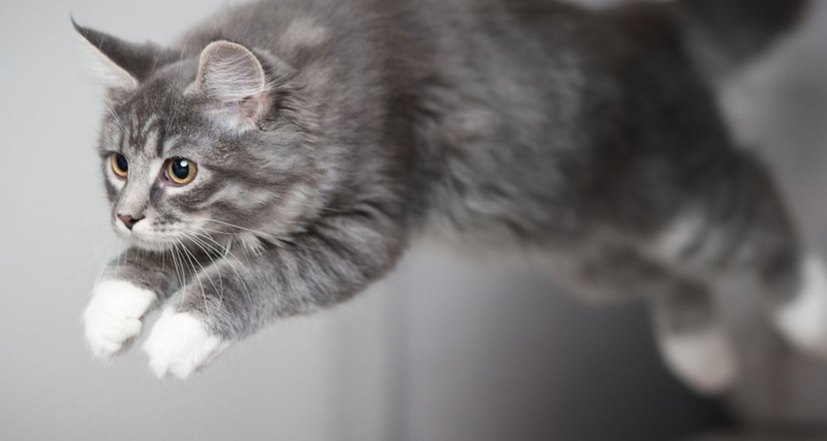 Mekanisme Kucing Mendarat Analisis Ilmiah tentang Fleksibilitas