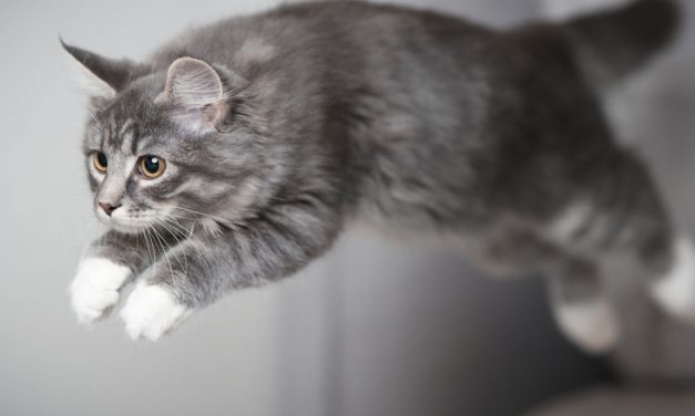 Mekanisme Kucing Mendarat Analisis Ilmiah tentang Fleksibilitas