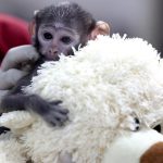 Kisah Yuji, Bayi Monyet Patas di Meksiko: Pengasuhan Buatan
