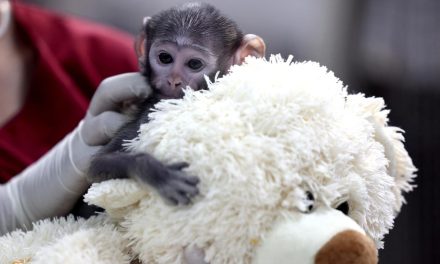 Kisah Yuji, Bayi Monyet Patas di Meksiko: Pengasuhan Buatan