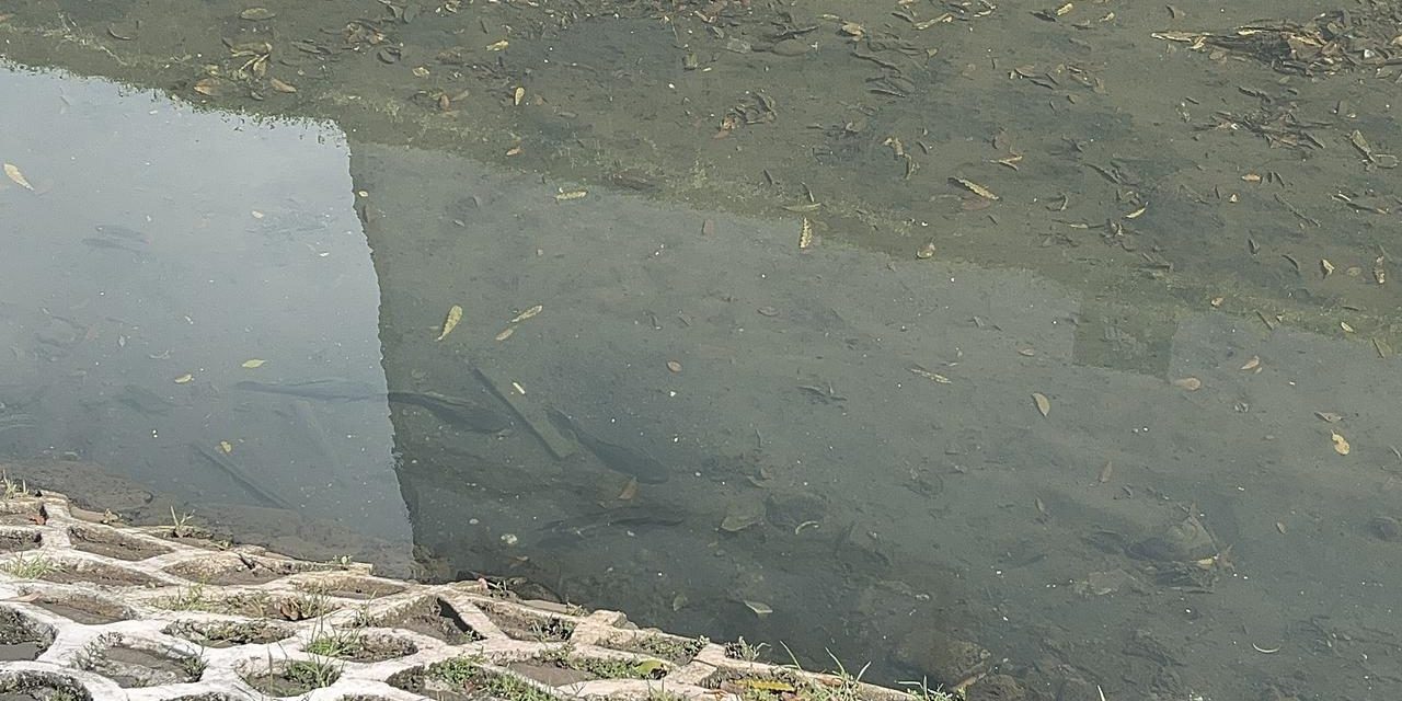 Populasi Ikan Sapu-Sapu di Kali Cideng Masih Mendominasi