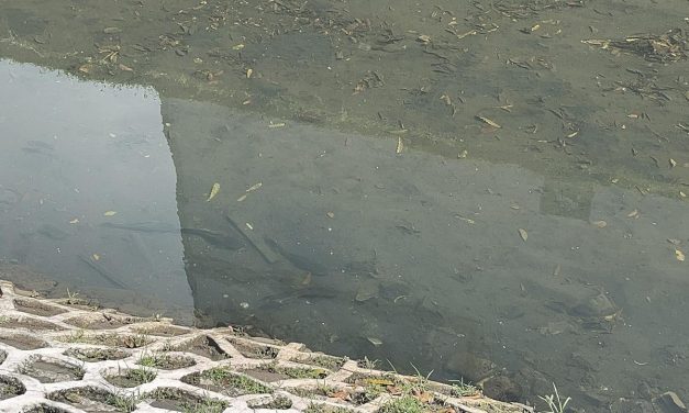 Populasi Ikan Sapu-Sapu di Kali Cideng Masih Mendominasi
