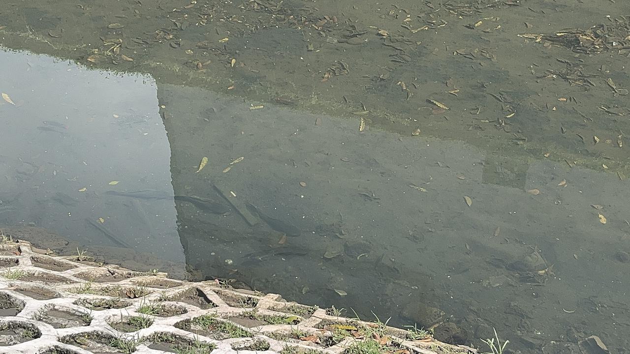 Ikan Sapu-Sapu 