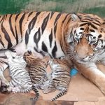 Kelahiran Harimau Sumatera Benggala Perkuat Keberhasilan