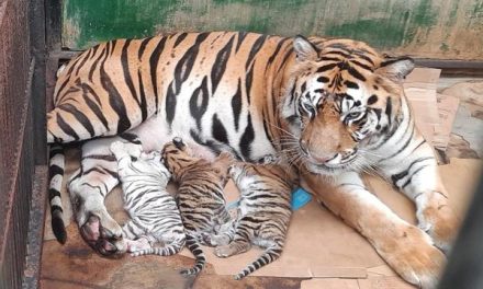 Kelahiran Harimau Sumatera Benggala Perkuat Keberhasilan
