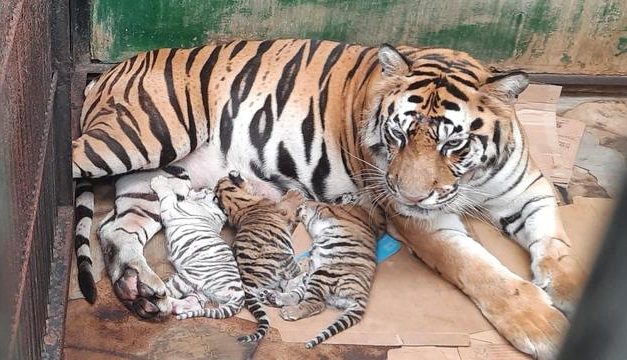 Kelahiran Harimau Sumatera Benggala Perkuat Keberhasilan