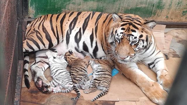 Kelahiran Harimau Sumatera Benggala Perkuat Keberhasilan