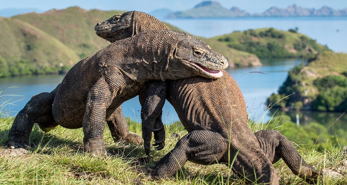 Pelayaran ke Taman Nasional Komodo Masih Dibatasi, Wisatawan Hanya Bisa ke Pulau Rinca
