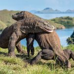 Pelayaran ke Taman Nasional Komodo Masih Dibatasi, Wisatawan Hanya Bisa ke Pulau Rinca