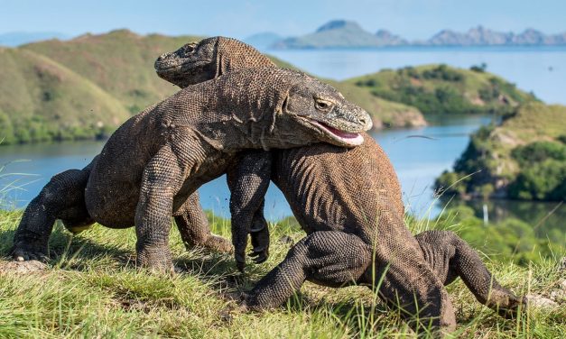 Pelayaran ke Taman Nasional Komodo Masih Dibatasi, Wisatawan Hanya Bisa ke Pulau Rinca