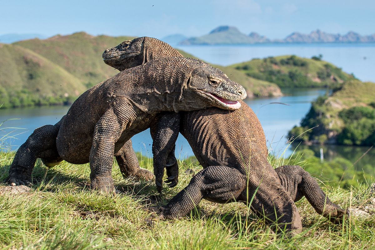 Pelayaran Ke Taman Nasional Komodo