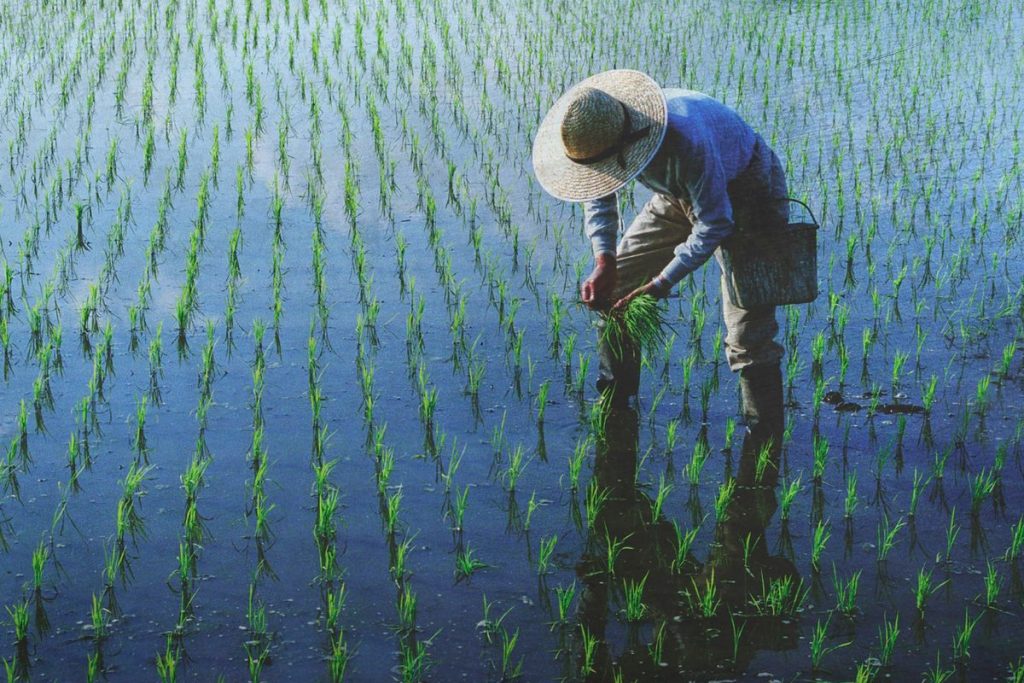Ilustrasi lahan pertanian yang mengalami kekeringan akibat perubahan iklim sehingga menyebabkan penurunan hasil panen jagung, gandum, dan kedelai.