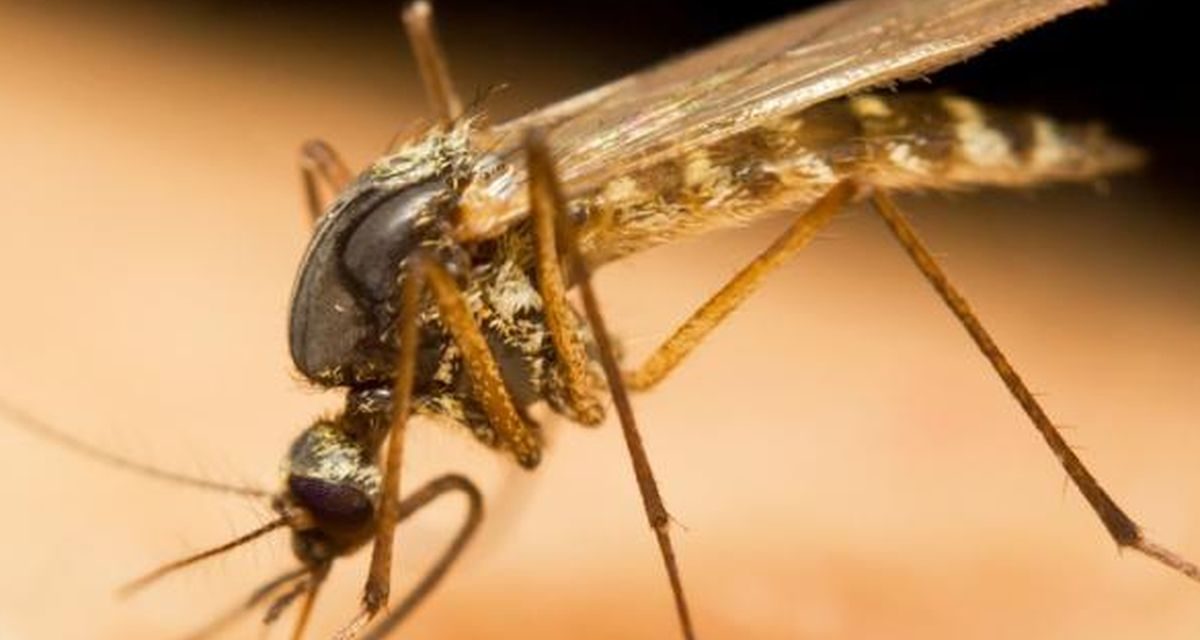 Dua Pekerja Bandara Frankfurt Tewas akibat Malaria, Nyamuk dari Pesawat Diduga Jadi Pemicu