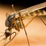 Dua Pekerja Bandara Frankfurt Tewas akibat Malaria, Nyamuk dari Pesawat Diduga Jadi Pemicu