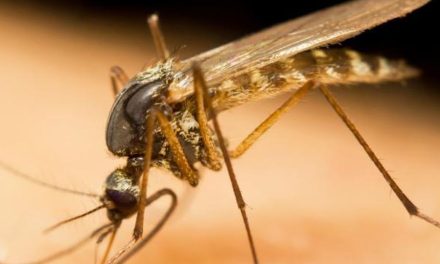 Dua Pekerja Bandara Frankfurt Tewas akibat Malaria, Nyamuk dari Pesawat Diduga Jadi Pemicu