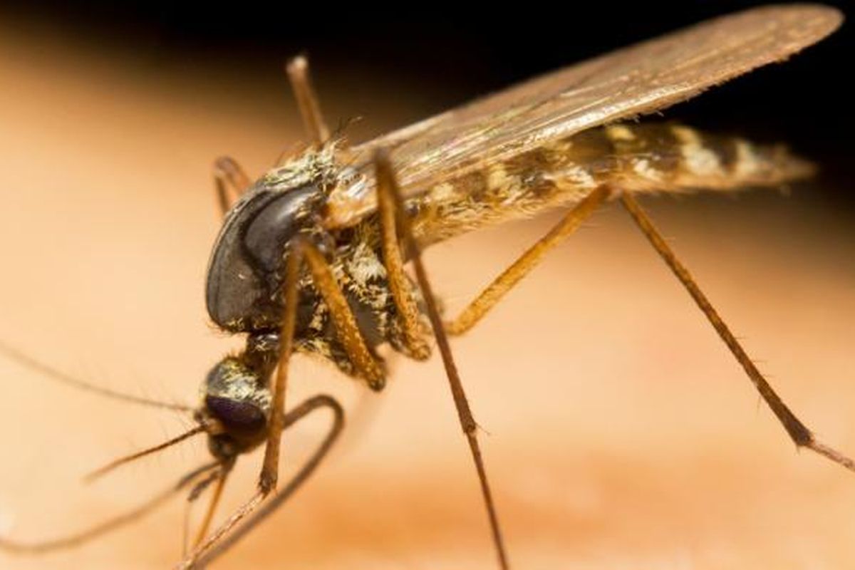 Malaria di Bandara Frankfurt