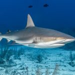 Perempuan Sydney Lawan Hiu Putih 4 Meter, Selamat Setelah Terus Memukul