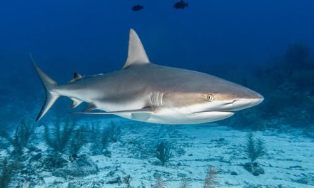 Perempuan Sydney Lawan Hiu Putih 4 Meter, Selamat Setelah Terus Memukul