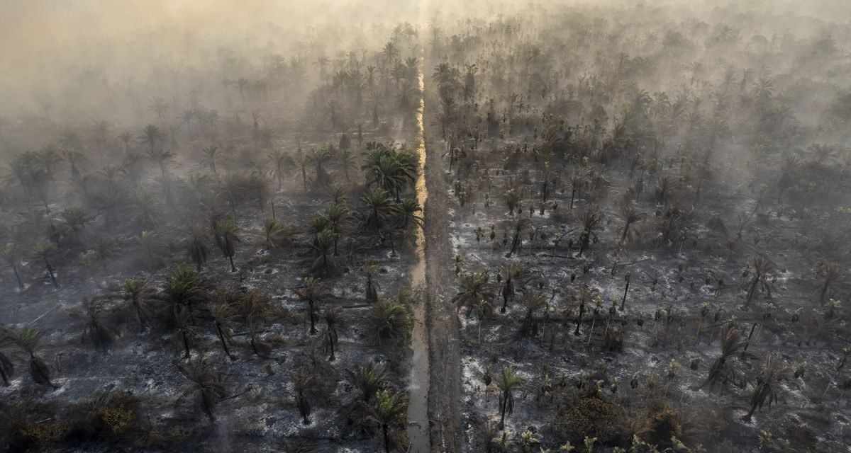 Karhutla Meluas di Indonesia, Asap Ancam Kesehatan Warga hingga Habitat Satwa