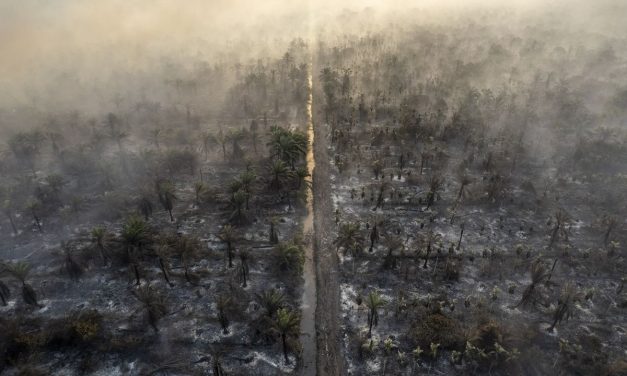 Karhutla Meluas di Indonesia, Asap Ancam Kesehatan Warga hingga Habitat Satwa
